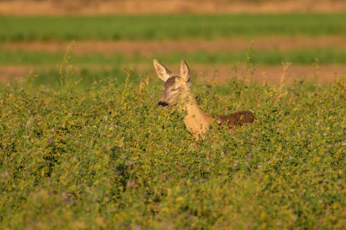 Deer on Green Grassland