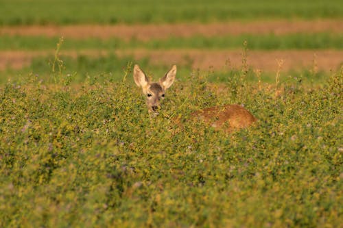 Immagine gratuita di cervo, erbe, fotografia di animali