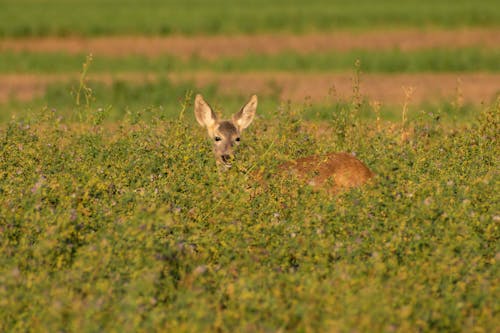 Kostenloses Stock Foto zu außerorts, gräser, hirsch