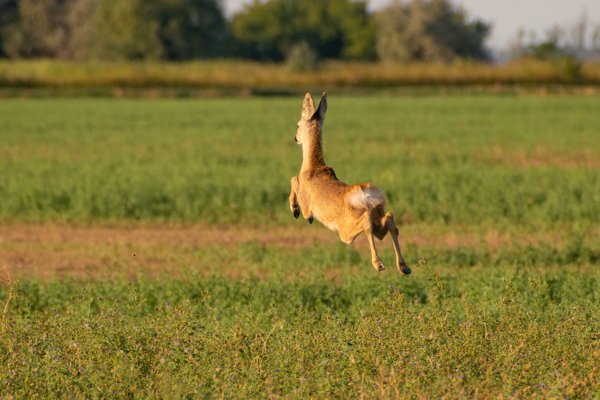 A Roe Deer on a Grass Field