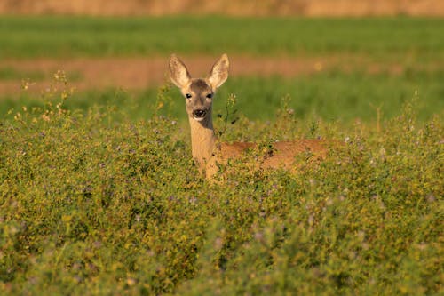 A Roe Deer on the Field 