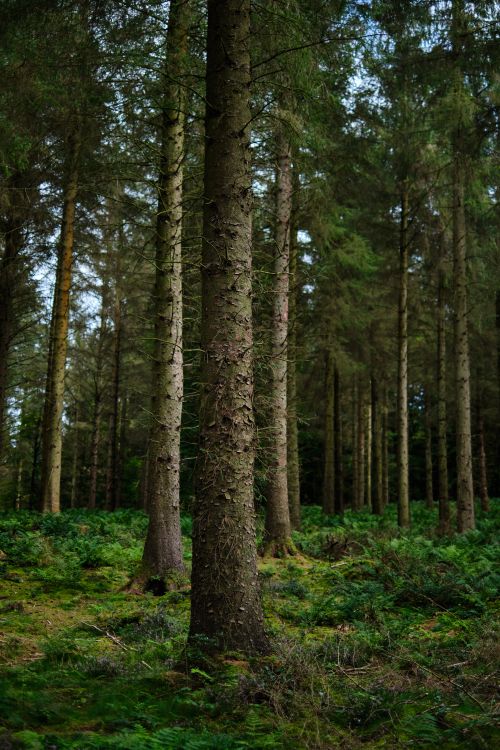 Free Dense forest with tall evergreen trees in Penrith, England, highlighting natural beauty. Stock Photo