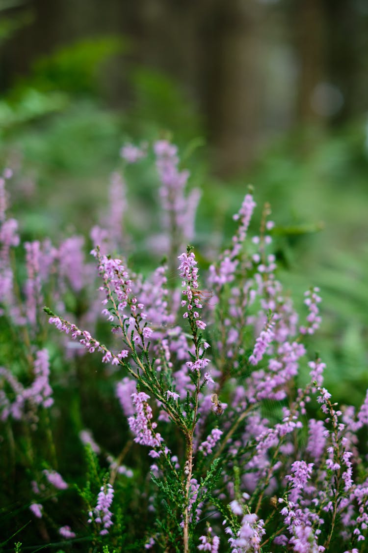 Purple Wildflowers On Meadow