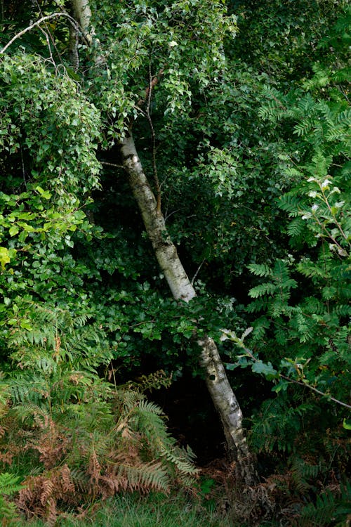 Foto profissional grátis de árvores, bétula, ecológico