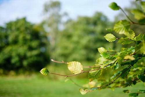 Close-up of Branches with Bright Beech Leaves 