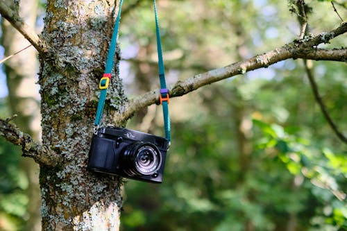 Ilmainen kuvapankkikuva tunnisteilla elokuvakamera, metsä, oksa