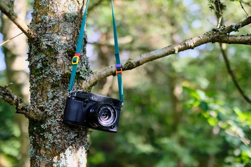 Free A classic film camera hangs from a branch in a sunny forest in Penrith, England. Stock Photo