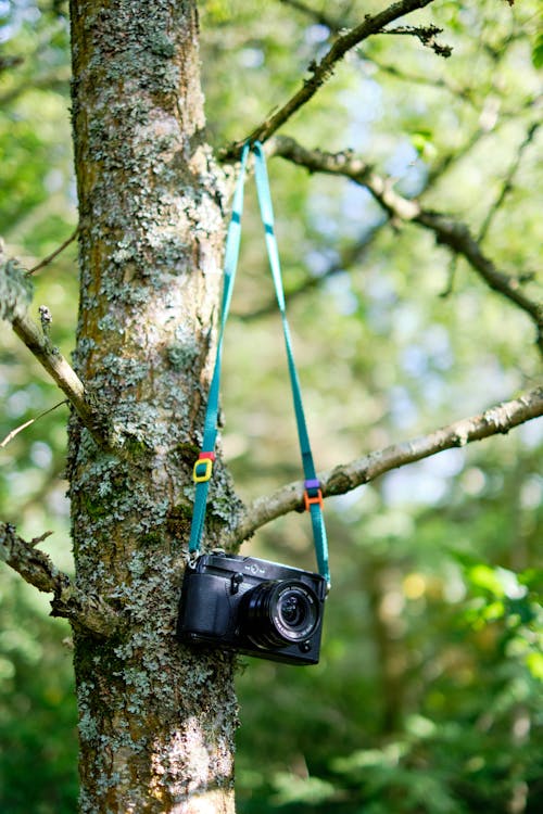 Camera Hanging on Tree