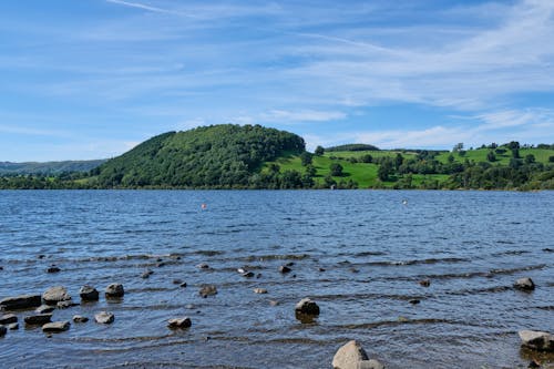 Gratis stockfoto met achtergrond, bomen, Bos