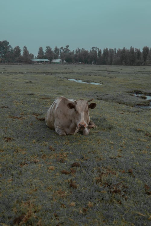 Cow Lying on Grass on Pasture