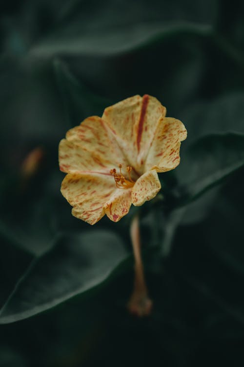 Fotobanka s bezplatnými fotkami na tému jemný, mirabilis jalapa, príroda