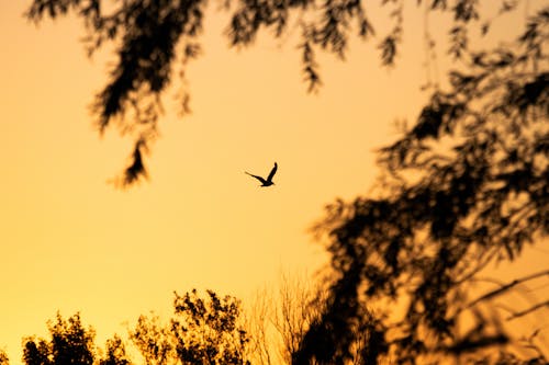 Silhouette of Bird in Sky at Sunset