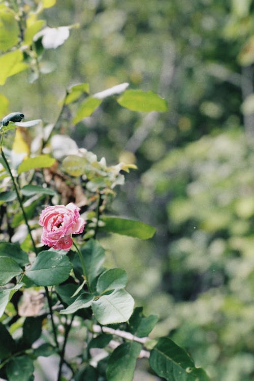 Darmowe zdjęcie z galerii z kwiat, piękno natury, pionowy strzał