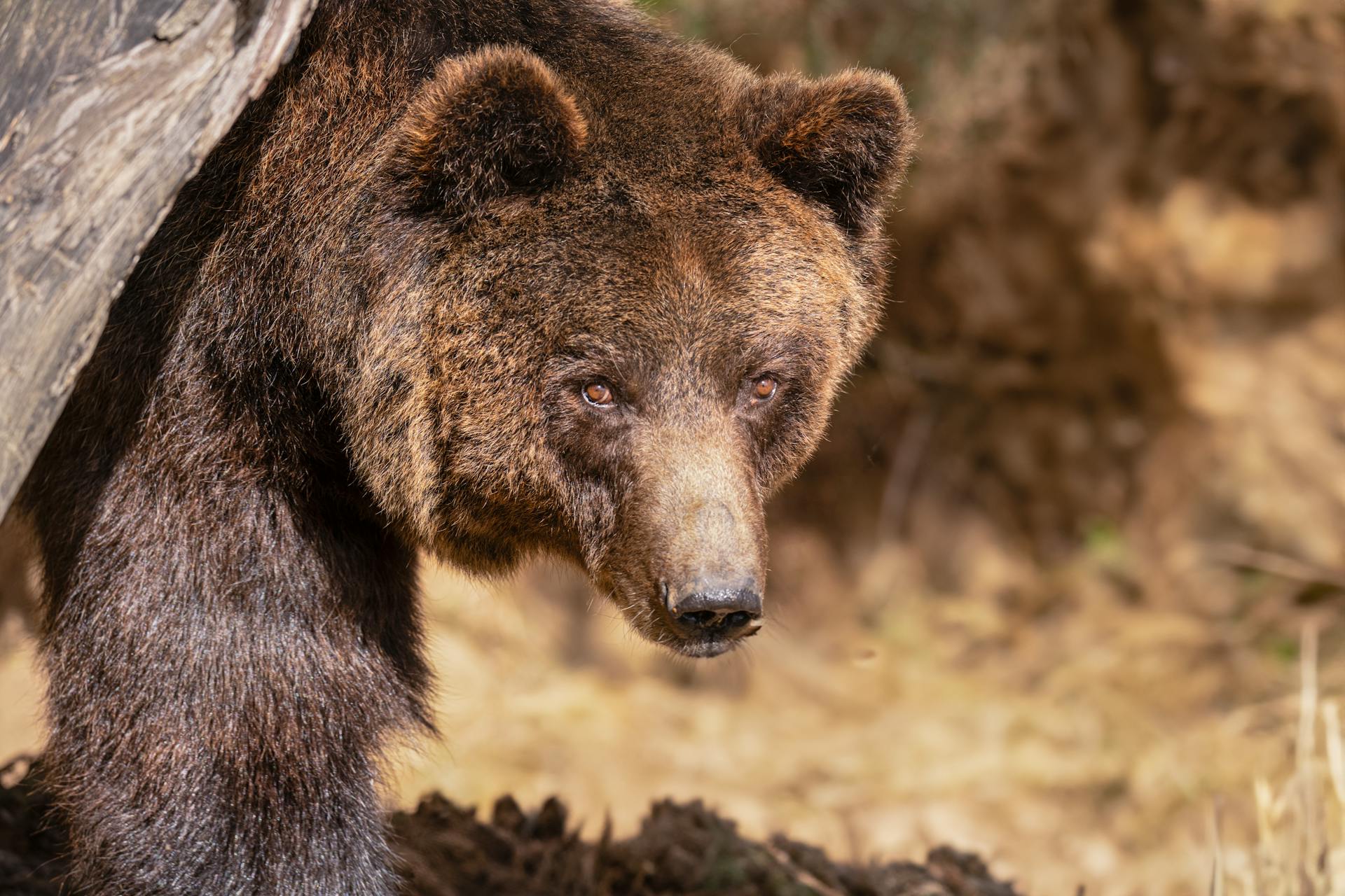 Giant Grizzly Bear Walking behind Tree