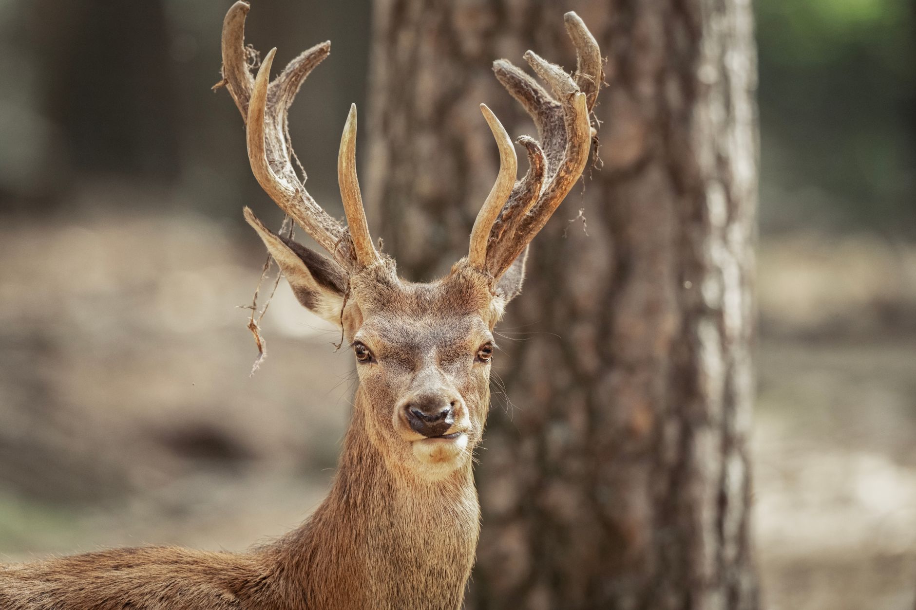 Wildlife and Nature: What You Might Encounter