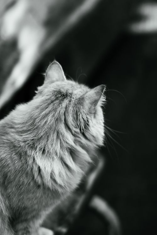 Grayscale Photo of Cat · Free Stock Photo