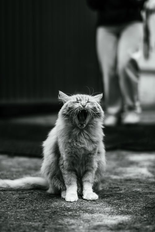 Funny Yawning Cat