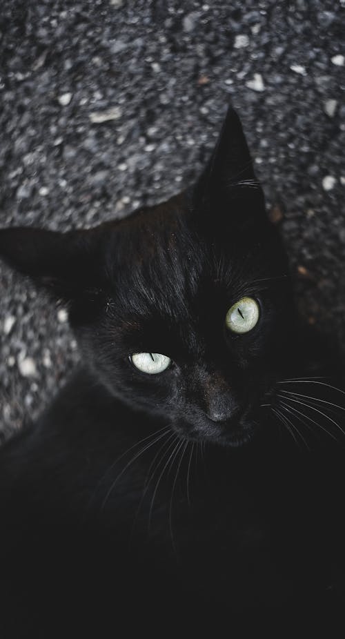 Portrait of Black Cat Lying on the Ground 