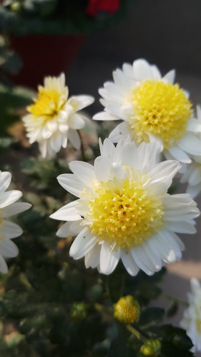 四月一日愚人节表白情话 四月一日愚人节文案