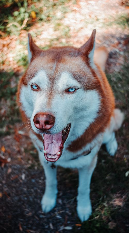 Free A cheerful Siberian Husky enjoying the outdoors in Lucca, Italy. Stock Photo