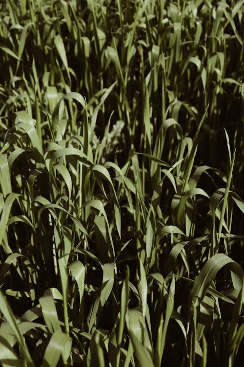 垂直拍攝, 田, 草 的 免費圖庫相片