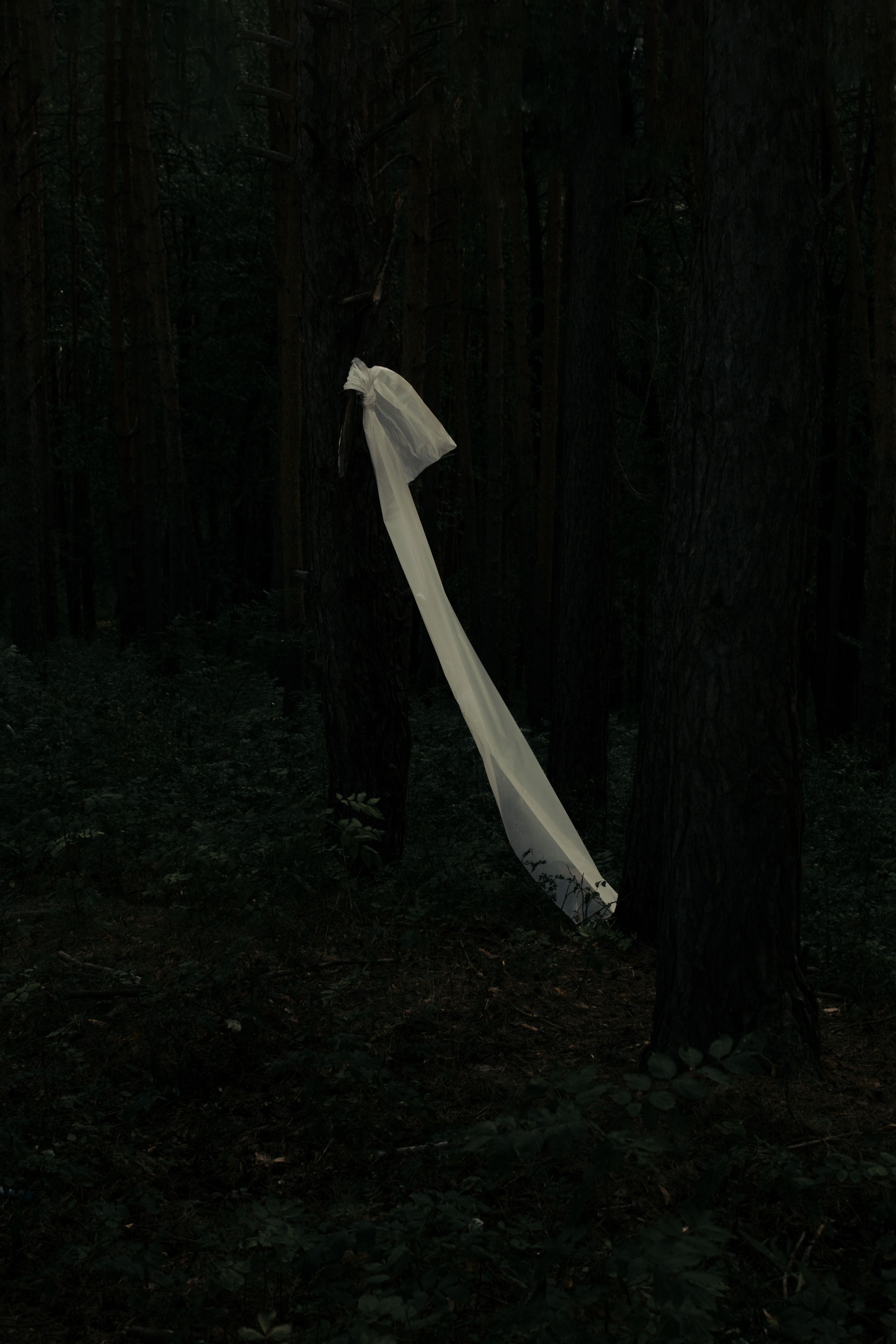 A long piece of white fabric mysteriously hangs in a dimly lit forest scene.