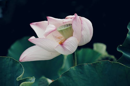 Gratis lagerfoto af blade, blomst, blomstrende