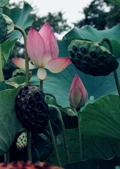 Fotos de stock gratuitas de flor, hojas de color verde oscuro, lirio