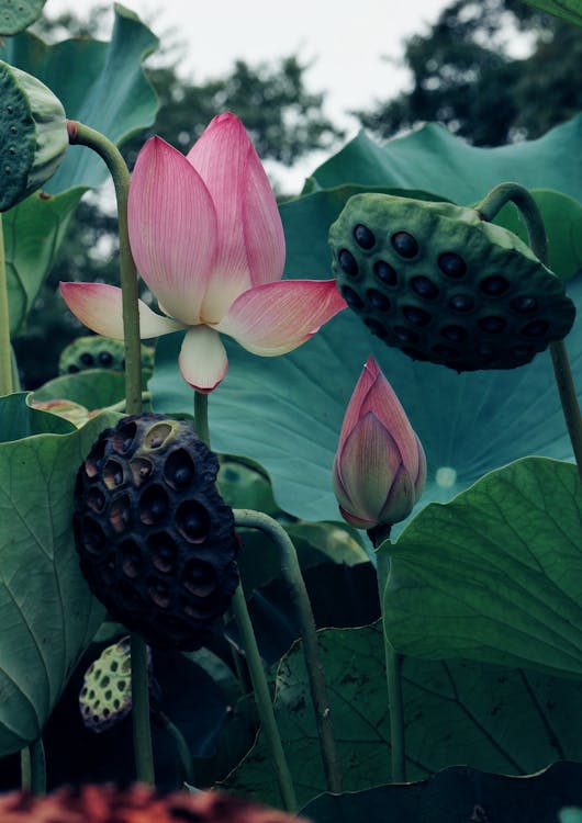Fotos de stock gratuitas de flor, hojas de color verde oscuro, lirio