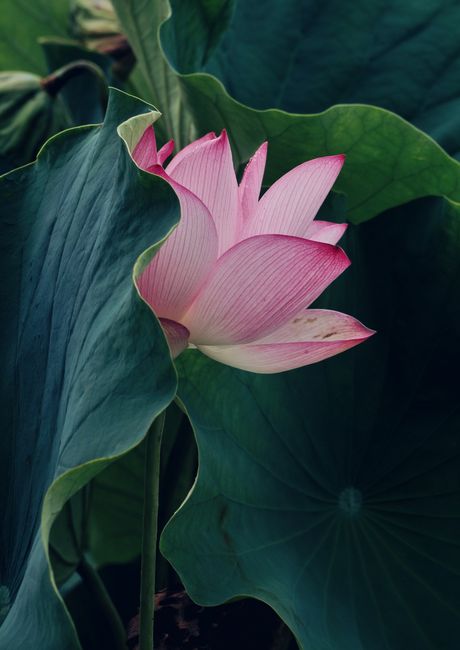 Pink lotus flower beautifully nestled among lush green leaves, showcasing nature's serenity and elegance.