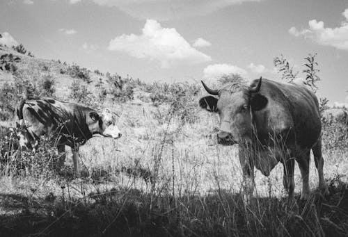 Fotos de stock gratuitas de blanco y negro, colina, fotografía de animales