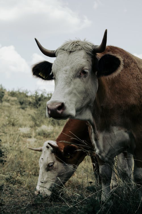 Two Cows in the Pasture