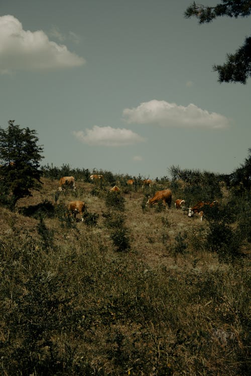 Cows Grazing in the Pasture 