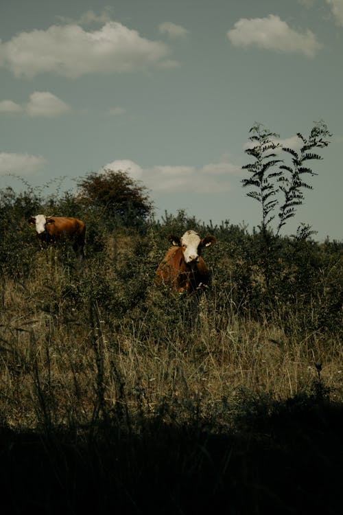 Two Cows in the Field