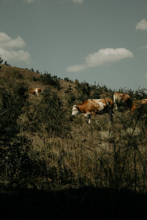 Darmowe zdjęcie z galerii z fotografia zwierzęcia, krajobraz, krowy
