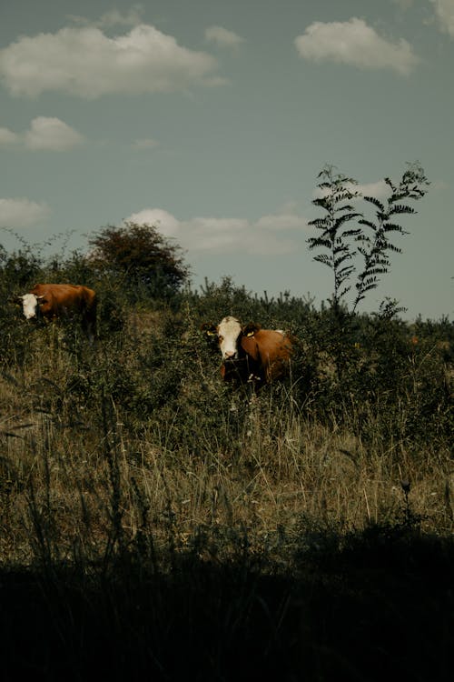 Fotos de stock gratuitas de animales, arboles, ganado