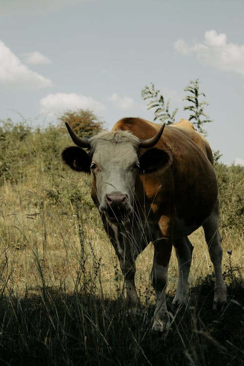 White and Brown Cow Grazing on Pasture