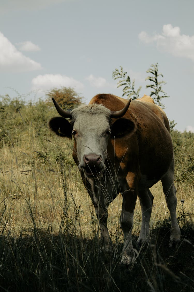 White And Brown Cow Grazing On Pasture