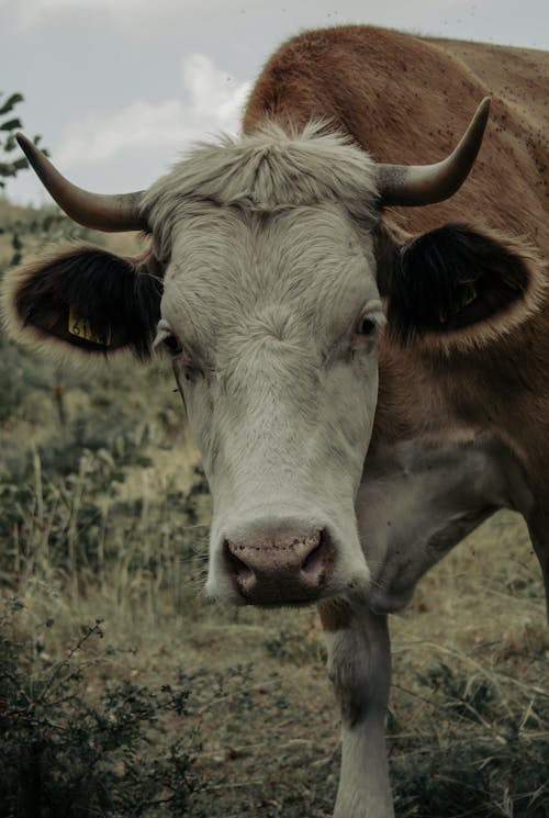 Cow with Horns on Pasture