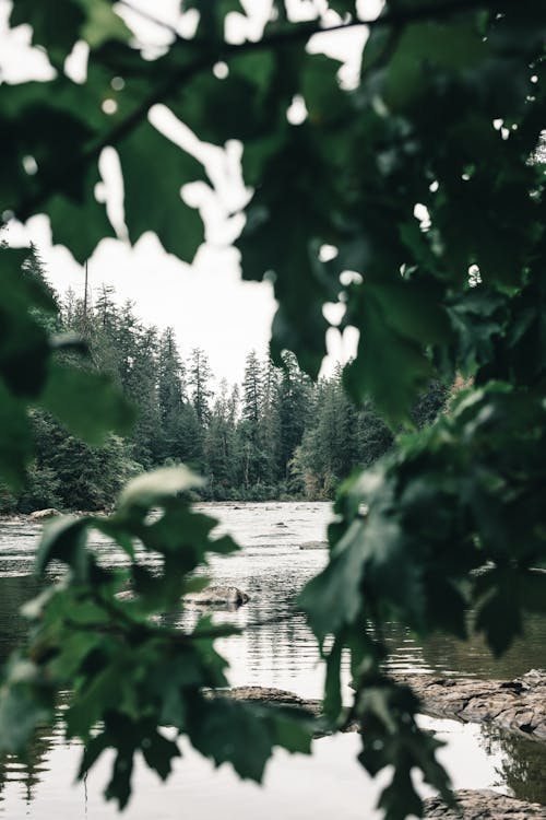 Foto d'estoc gratuïta de arbres, bosc, Canadà