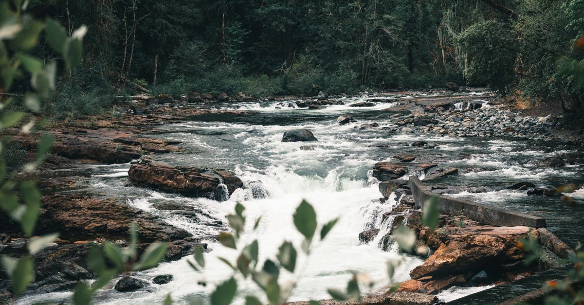 Stamp River Provincial Park · Free Stock Photo