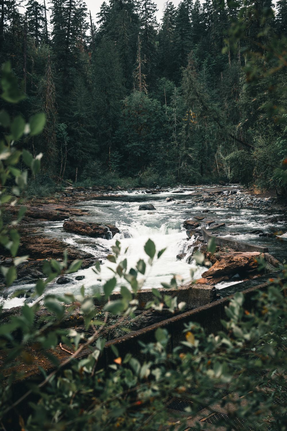 Stamp River Provincial Park · Free Stock Photo