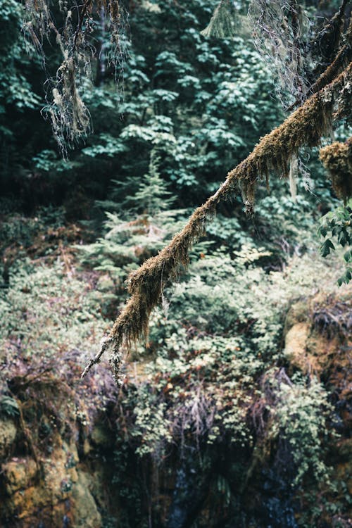 Fotos de stock gratuitas de árbol, bosque, de madera