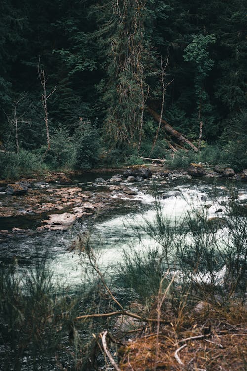 Foto stok gratis aliran, conifera, duri