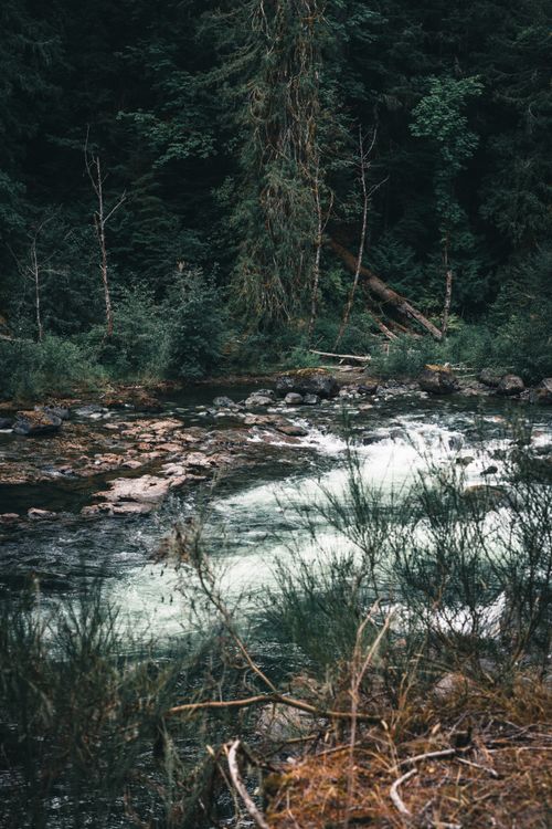 Free A tranquil stream flows through a lush forest in Port Alberni, BC, Canada. Stock Photo