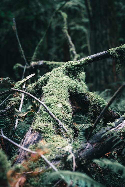 Fallen Tree Trunk Covered with Green Moss