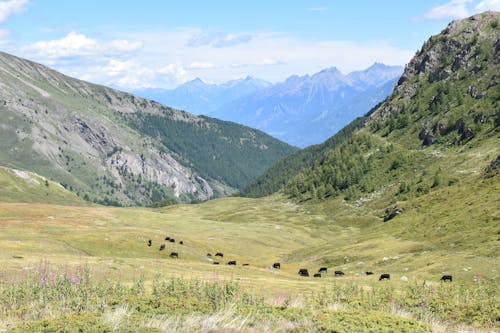 Cattle on Pasture in Valley in Mountains