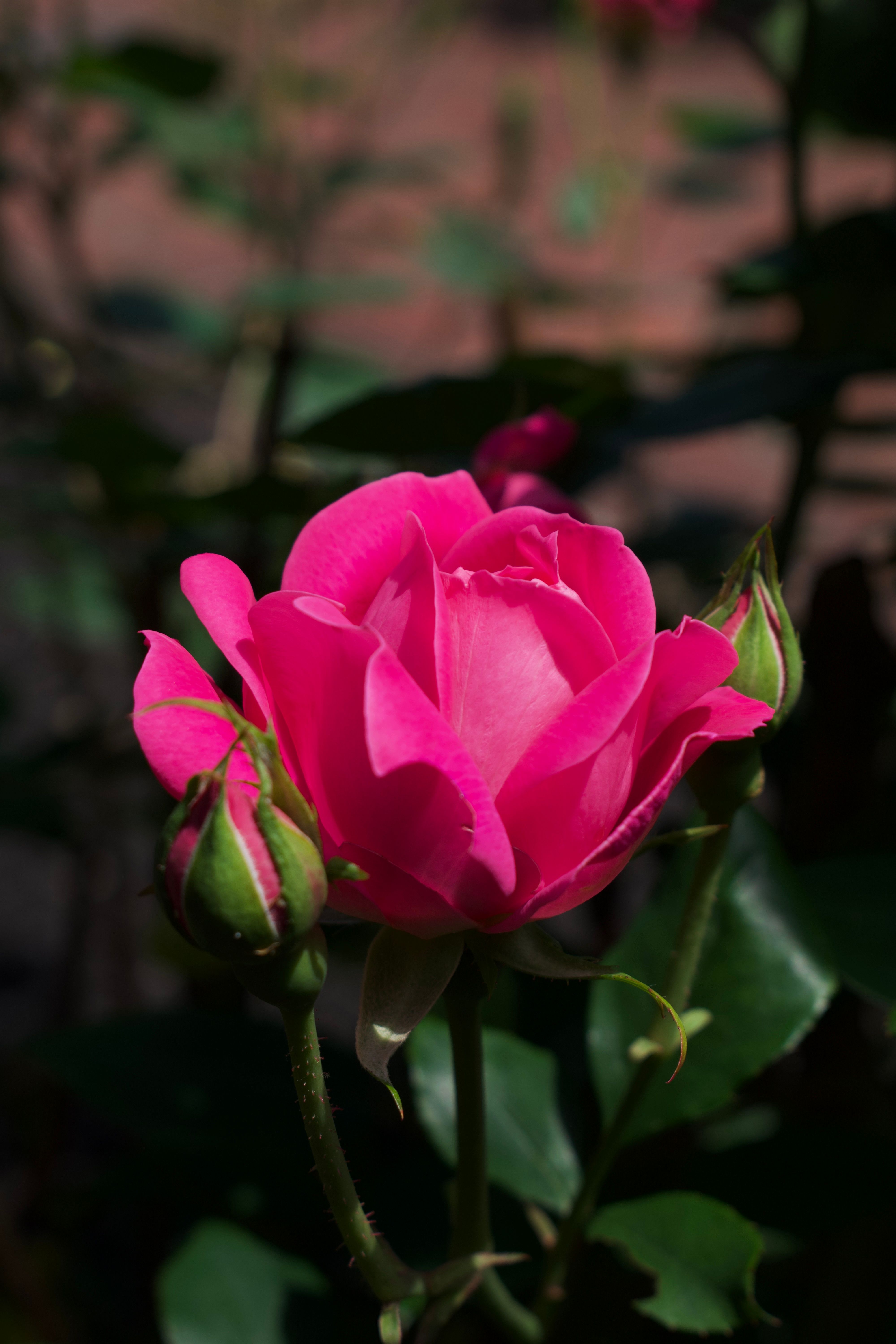 Yellow Rose · Free Stock Photo