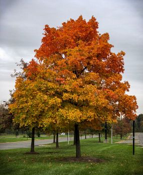 A beautiful maple tree with vibrant autumn leaves in a park setting, showcasing the essence of fall.