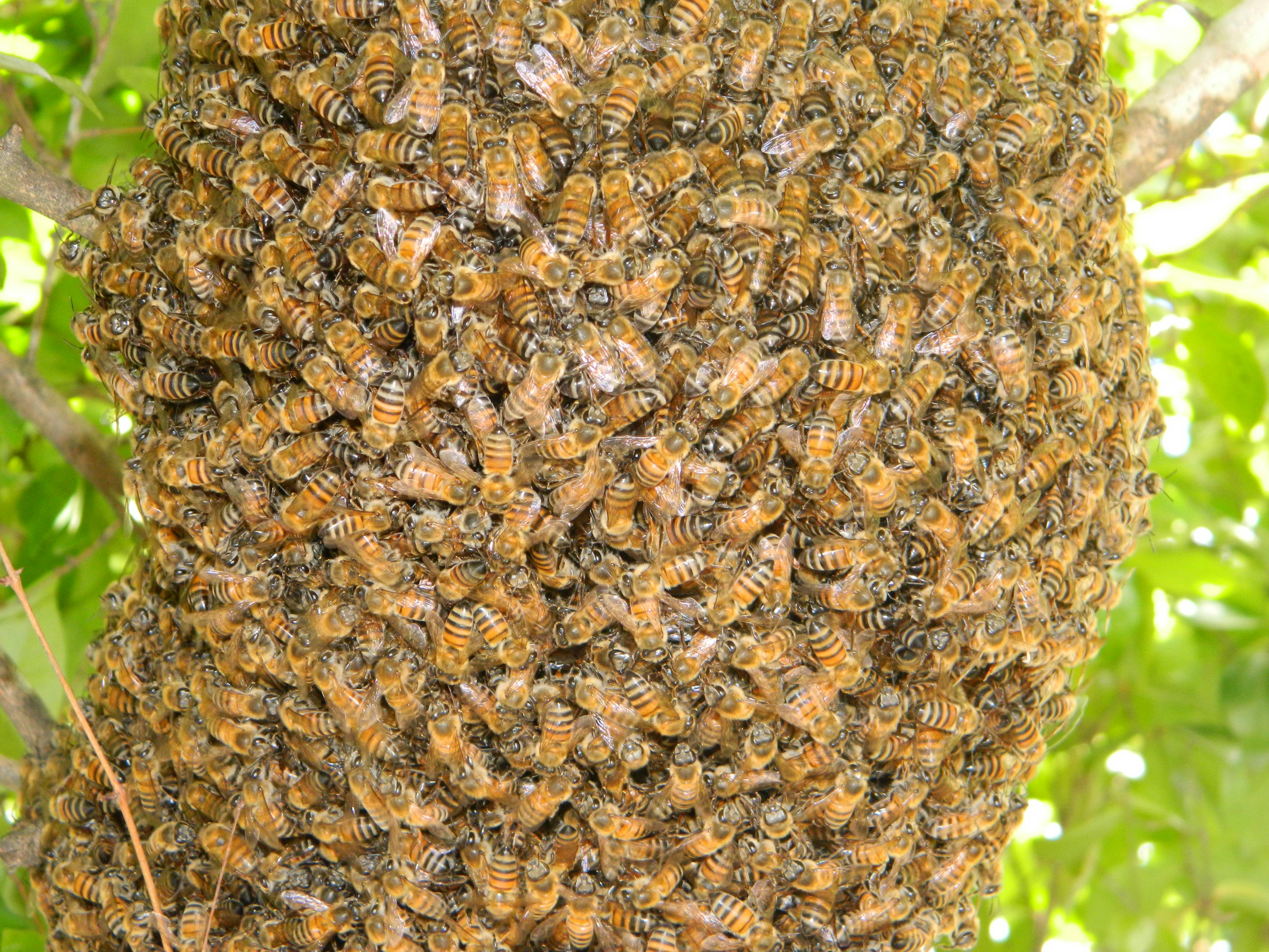 Foto de stock gratuita sobre abeja, abejas, colmena